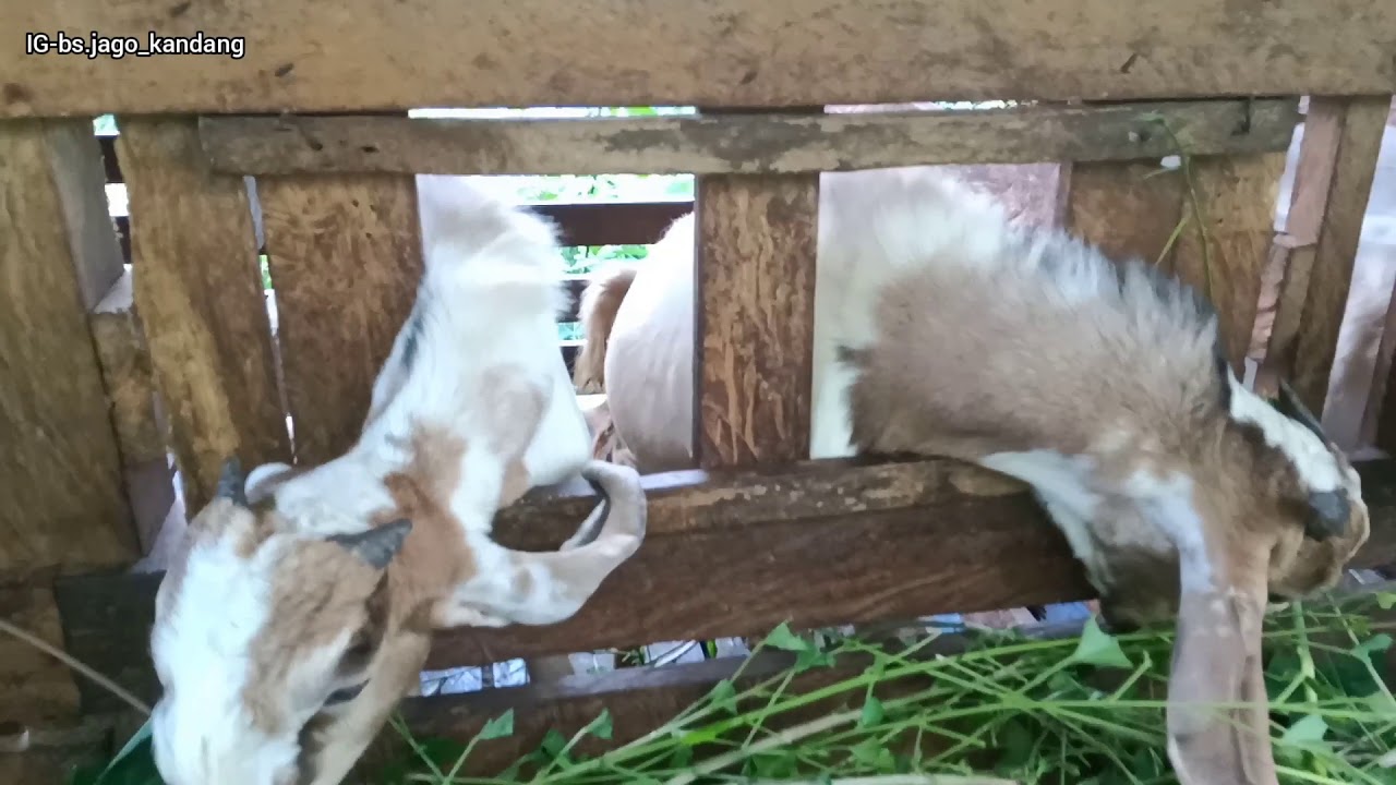 NGINTIP! LAGI LAGI SUKSES TERNAK KAMBING JAWA SUPER 