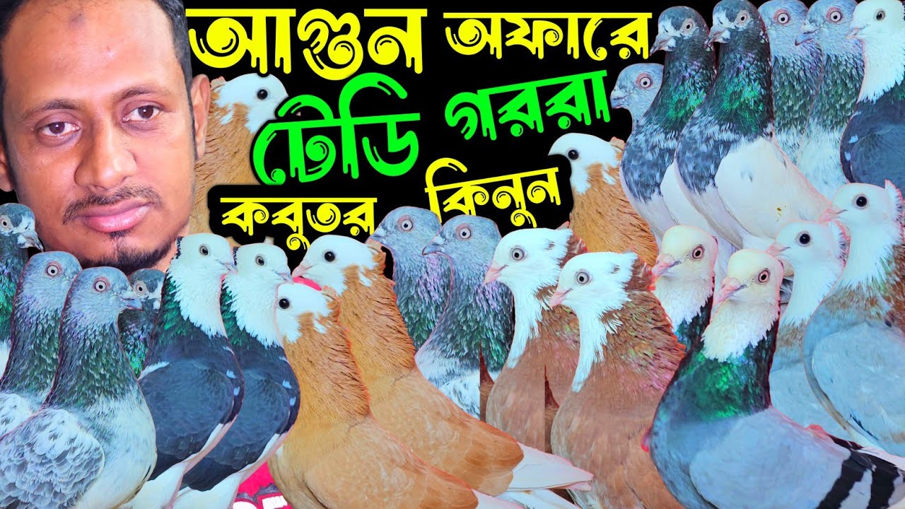 আগুন অফারে পাকিস্তানি টেডি,কামারগার,শাহরানপুরী,গররা,চিলা,কালদম কবুতর | বাকবাকুম পায়রা | Pigeon |