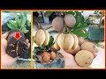 Sapodilla Tree Cuttings Technique To 100% Work successful