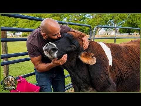 This 19-Year-Old Blind Rescue Cow Lived In Darkness—Then She Tried To Hug Her Rescuer