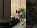 MUKBANG ASMR Dog eating Raw Meats & bones 【American Bully】#shorts