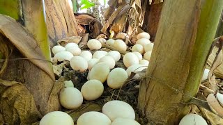 it's amazing! a female farmer Harvest duck eggs a lot in the banana plantation by hand