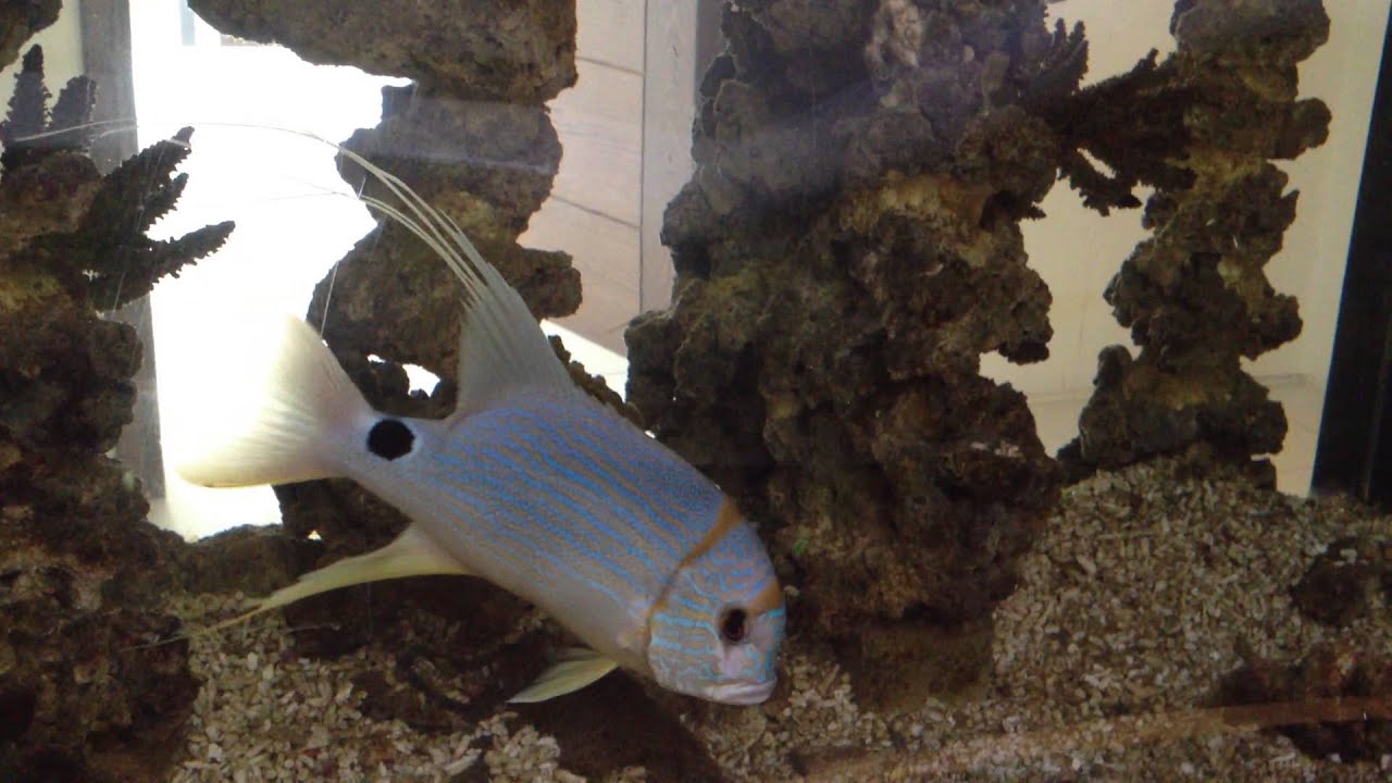 Threadfin Snapper (symphorichthys spilurus) YouTube