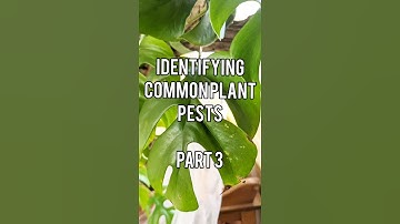 Thrips - How to identify and deal with them