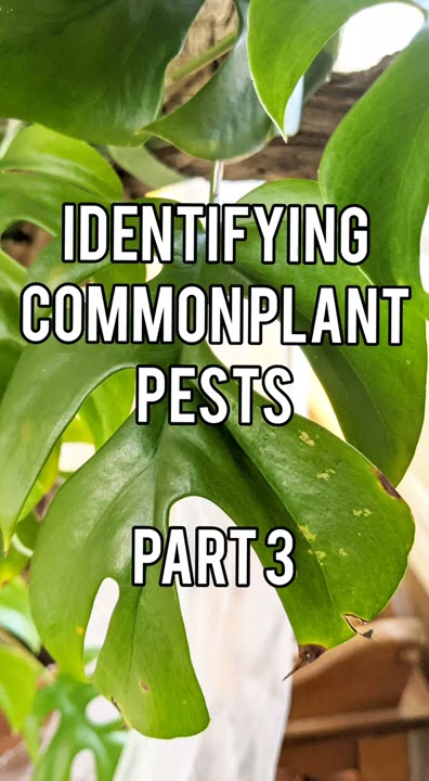 Thrips - How to identify and deal with them