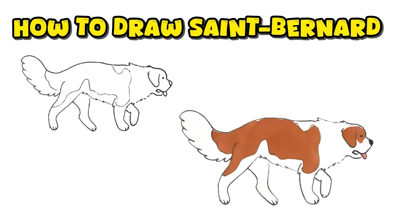 How to Draw a Saint-Bernard – Simple Dog Breed Drawing Masterclass ...