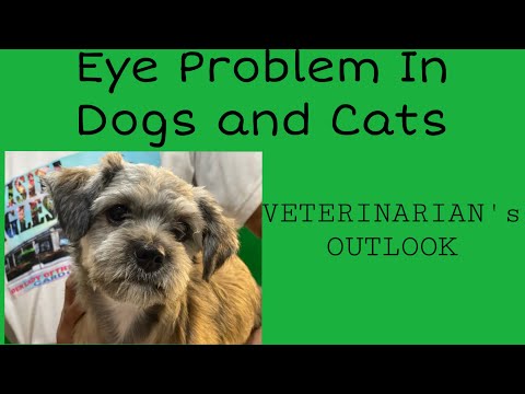 Video: Mga Sakit Sa Mata Sa Mga Pusa: Exophthalmos, Enophthalmos At Strabismus