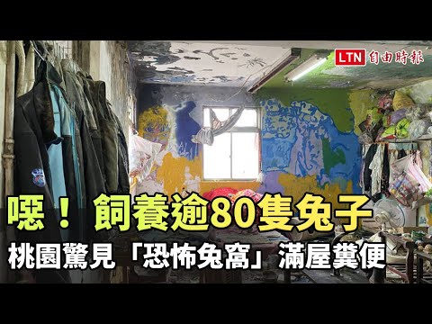 噁！ 飼養逾80隻兔子  桃園驚見「恐怖兔窩」滿屋糞便和垃圾