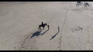 all the tired horses in the sun