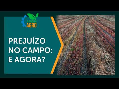 Seguro rural: quem paga a apólice e como funciona a indenização por perda de safra? | AFA