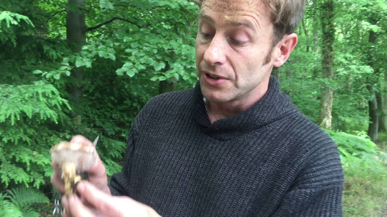 Identifying the Bitter Bolete, Tylopilus felleus, Bitter Tylopilus