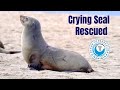 Crying Mother Seal Rescued