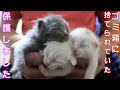 【保護猫】ゴミ箱に捨てられていた赤ちゃん猫を保護しました