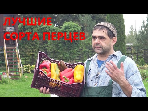 Лучшие сорта перцев