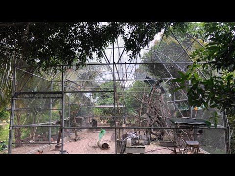 AVIARY KHỔNG LỒ- NƠI HỘI TỤ NHỮNG LOẠI CHIM QUÝ HIẾM TẠI HCM l QUÁCH GIA TRANG P2