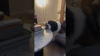 Dog's Unconventional Snooze Spot on Coffee Table