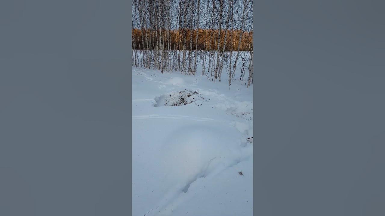 Следы Косули - YouTube