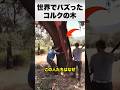 なぜこの木は皮を全部剥がされる?