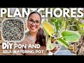 Plant care  diy pon and selfwatering pot  converting variegated philodendron from soil to pon 