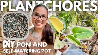 Plant Care | DIY PON and SelfWatering Pot | Converting Variegated Philodendron from Soil to Pon