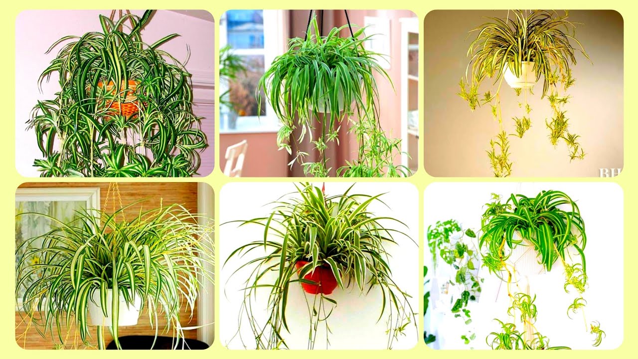 buy san pedro cactus San Pedro Cactus