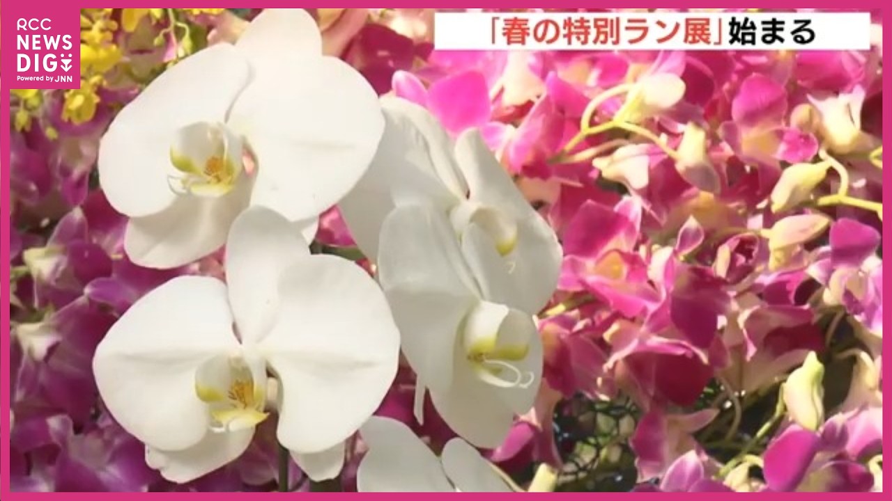 「春の特別ラン展」　始まる　約500種類・20万輪のラン　広島市植物公園・開園50周年を記念し