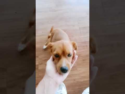 korean dog names male Shanel