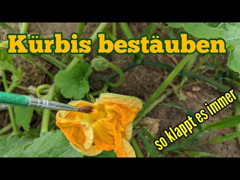 Video: Sind Kerbelblüten giftig?