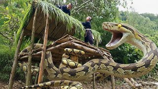 Terrifying Giant Python Attack Near Remote Hut | Dwarf Family in Deadly Danger
