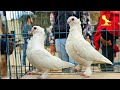 اسعار الحمام في سوق الجمعه بعد العيد شوف الانواع والاسعار بالتفصيل