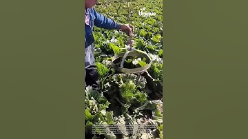 Harvesting for beginners: a simple guide to crop harvesting