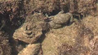LOS CORRALES, UTILES DE MARISQUEO.mpg