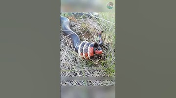 Cuộc Đối Đầu Giữa Rắn Hổ Mang Và Rắn San Hô #thếgiớiđộngvật