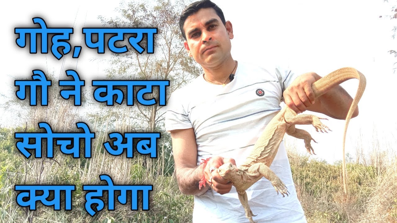 Indian Monitor Lizard Rescue and Release. Kya monitor lizard me zahar