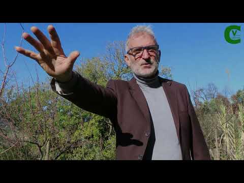Video: Suggerimenti per la potatura delle albicocche: come e quando potare gli alberi di albicocca