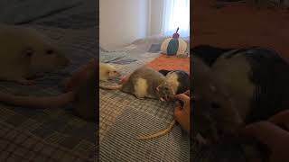 Our pets have run around, played, are tired and want to go home.#pets #rat #adoreble#cute #shorts