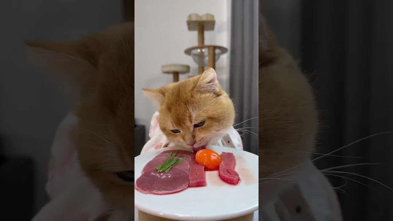 cat eat meatslices 🥩🥚🍳|cat eating sliced meat 🐓| ASMR cat mukbang 