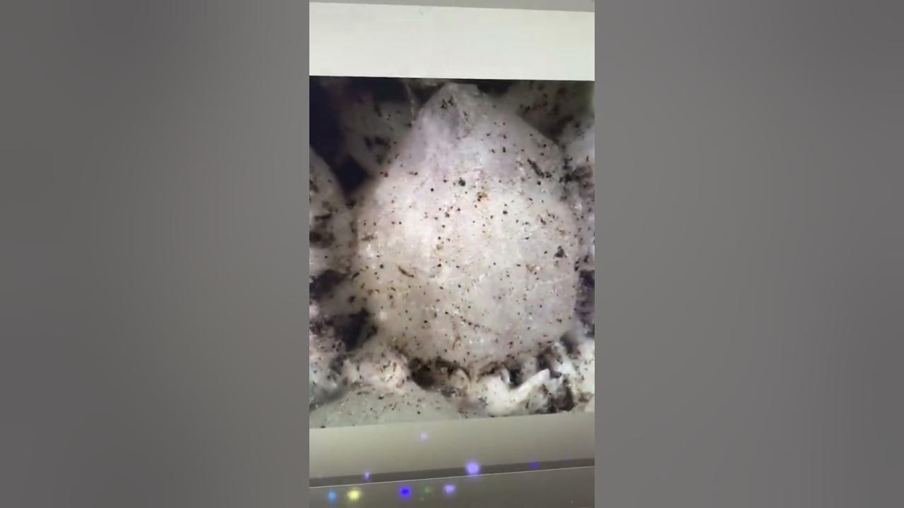 Using helicon focus. A follow up video after helicon remote for macro