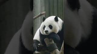 I heard that a lot of people use my facial expressions as memes #panda #熊猫 #memes #meme