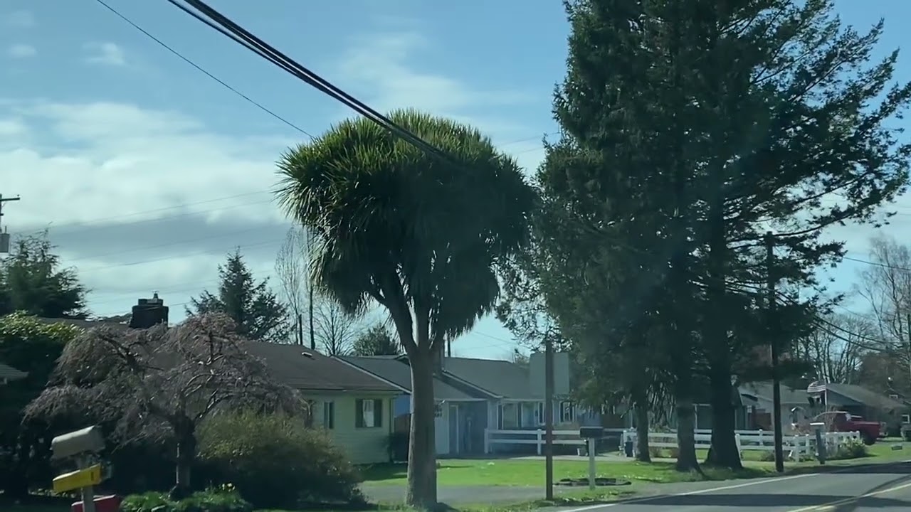 Big Oregon Cordyline.