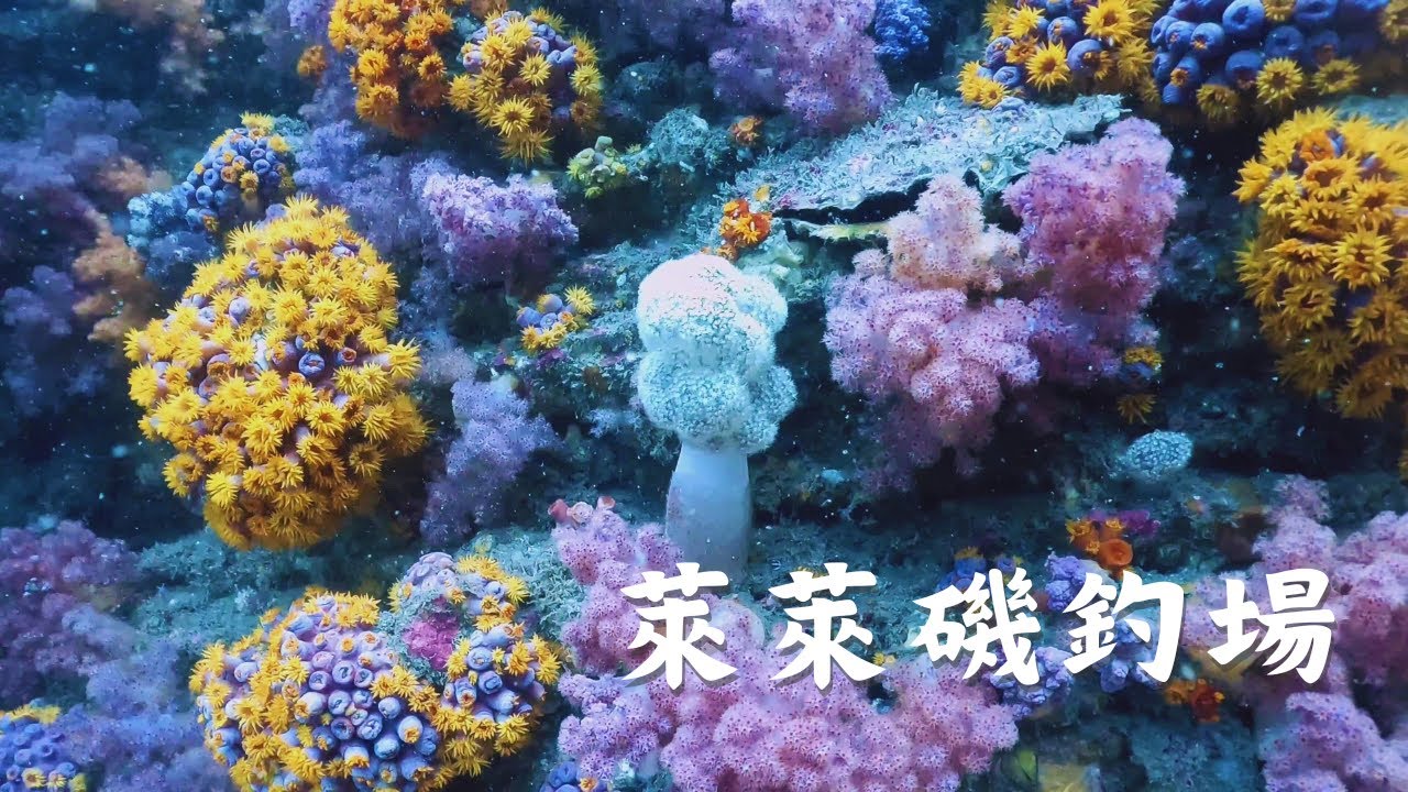 【東北角 萊萊磯釣場】2025鶯歌石。SCUBA Diving Trip: Lailai Rock Fishing Area, Northeast and Yilan Coast, Taiwan.