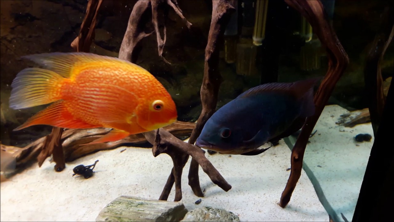 il mio acquario di 550 litri tutto sudamericano - YouTube