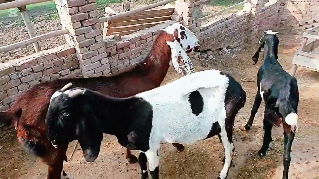 Mera chota sa shoq doghli bakriay