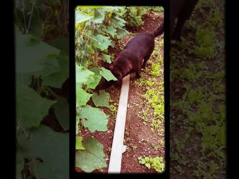 Video: Kako Narediti Papirnatega Kuščarja