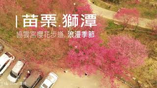 2021-02-10 上千棵的櫻花盛開!熱門賞櫻景點|苗栗獅潭協雲宮|島嶼的蒼穹空拍226|4K空拍 Bee Show 2021 TAIWAN