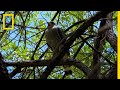 Wildlife Disappearing at the Border | National Geographic