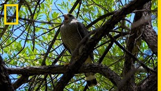 Wildlife Disappearing at the Border | National Geographic