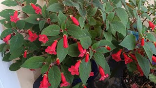 Kohlera Bakimi Nasil Yapilir Nasıl Çoğalır Detaylar Videoda