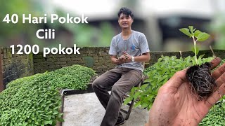 Tanam Cili Padi Setelah 40 Hari. Tak cukup Tanah