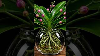 Just Eggshell & Rice! Watch Orchids Grow Crazy Strong Roots in Water #orchids #shorts